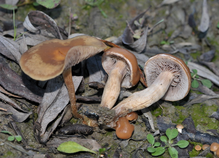 Galerina? (cfr. Hypholoma ericaeum)